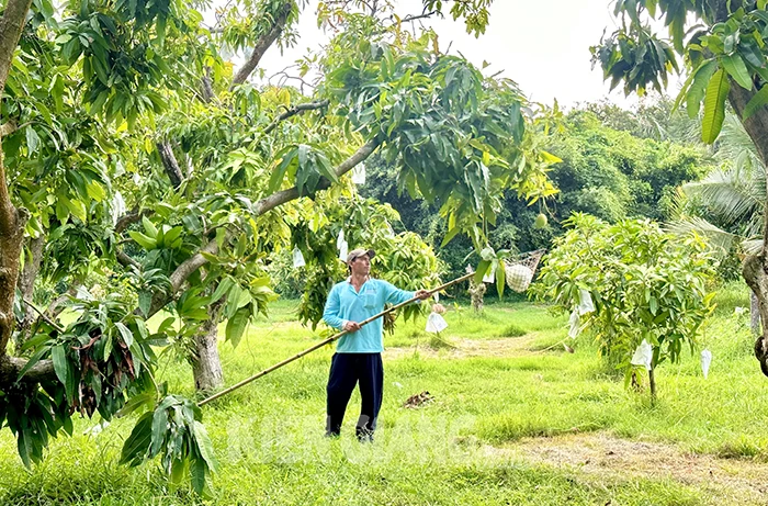 Nông dân Thổ Sơn tất bật thu hoạch xoài